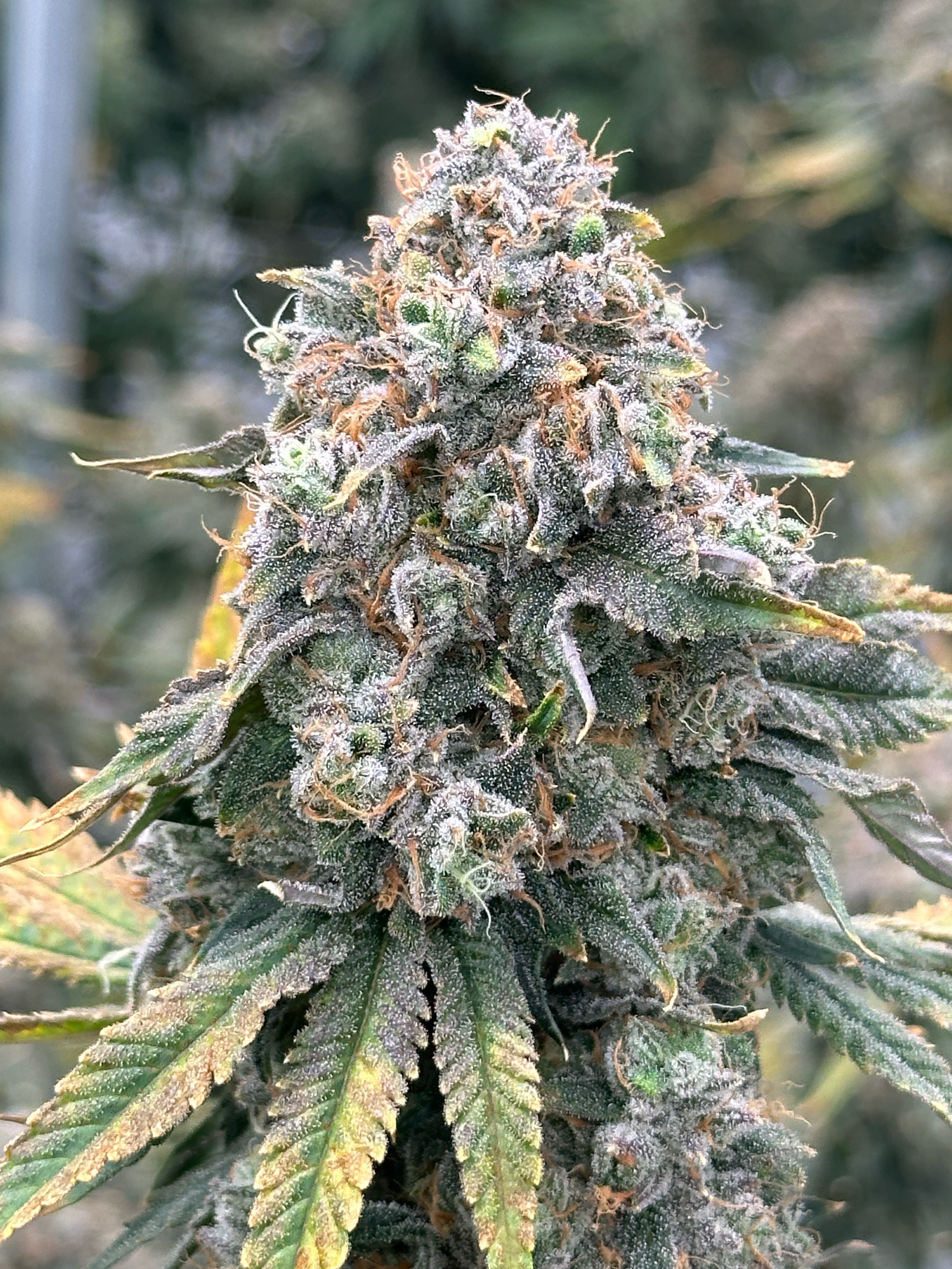 Rainbow Push Pop #4 clone