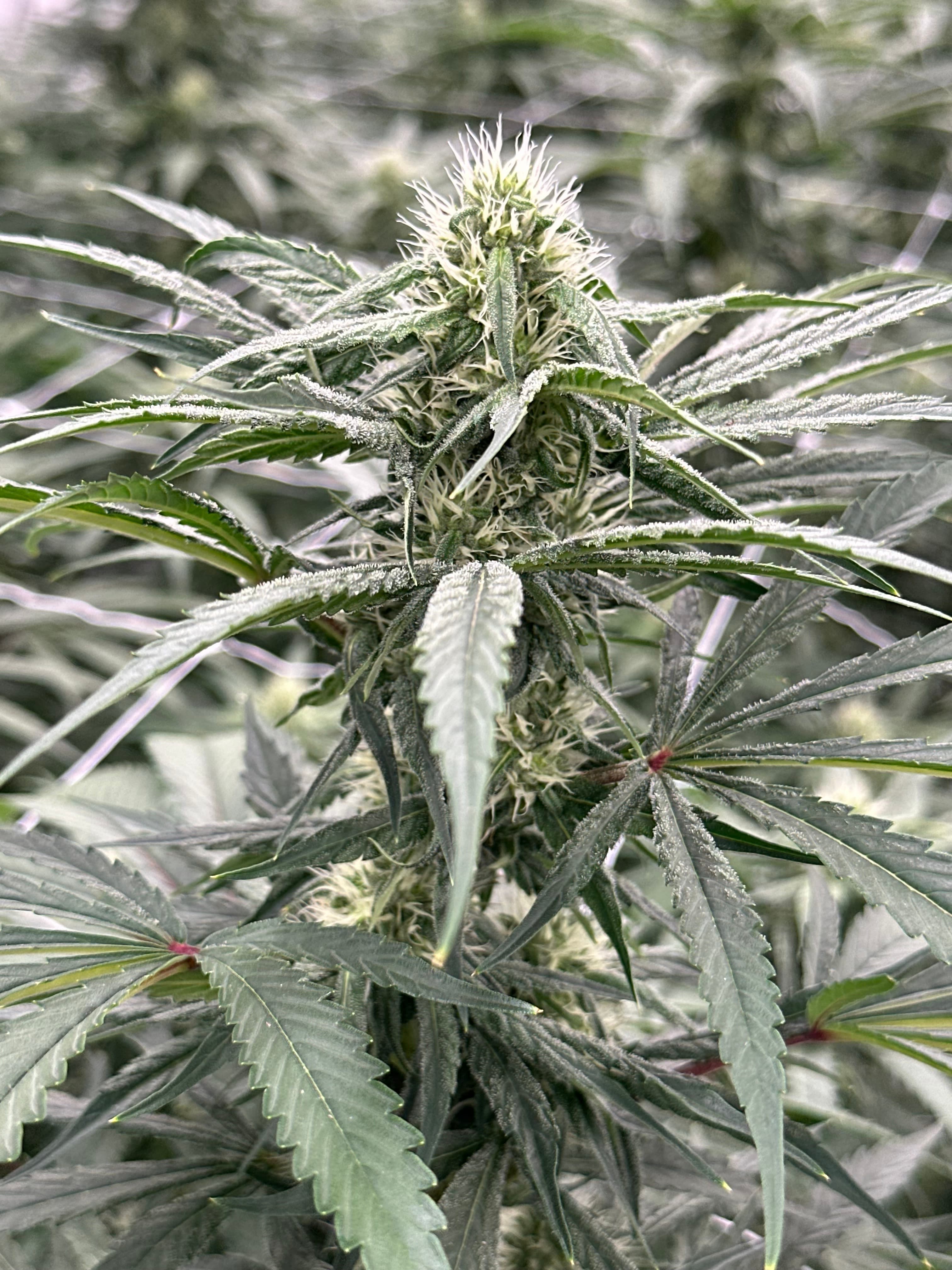 Rambutan #8 clone - Image 1