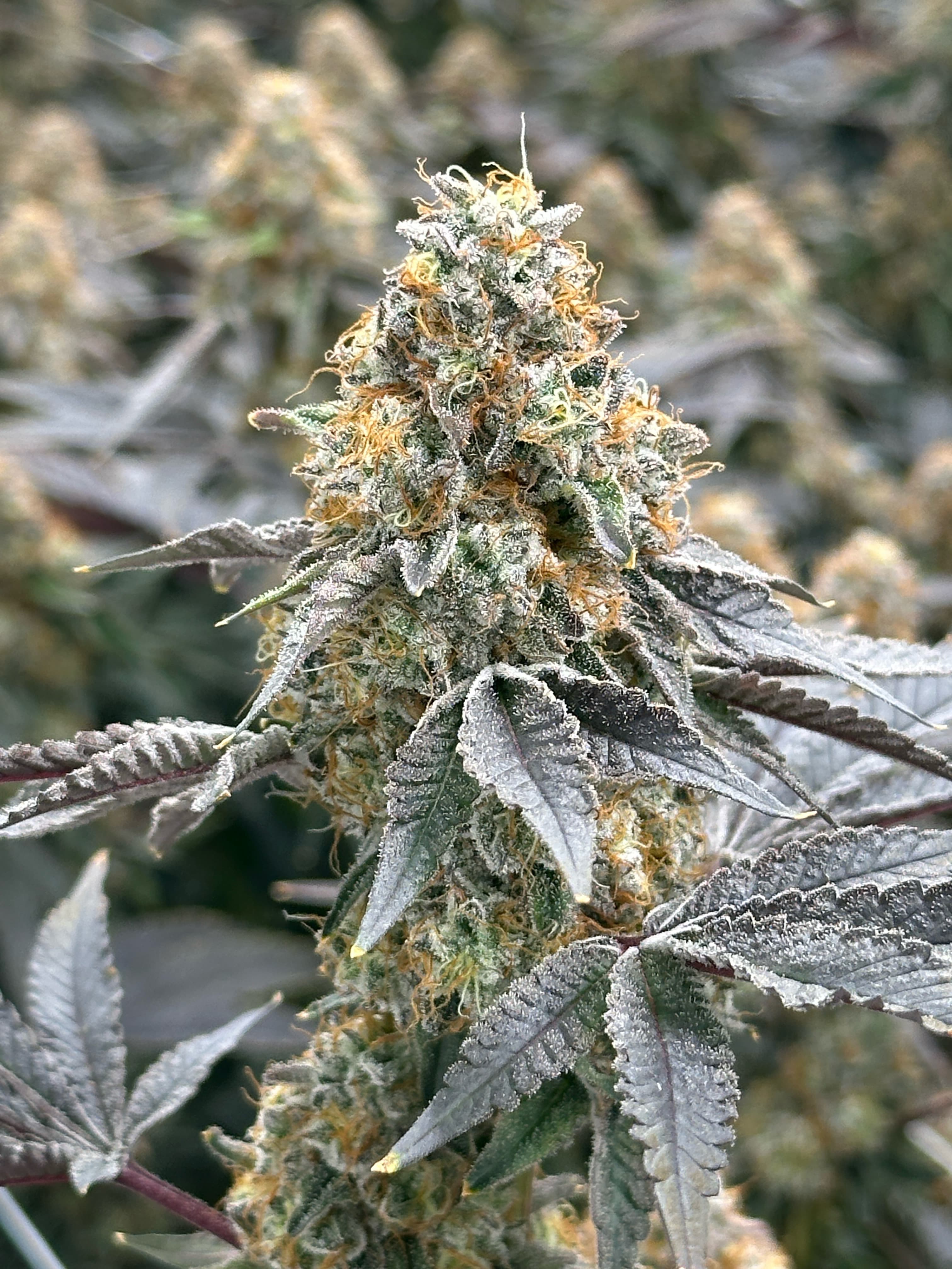 Swampwater Fumez clone