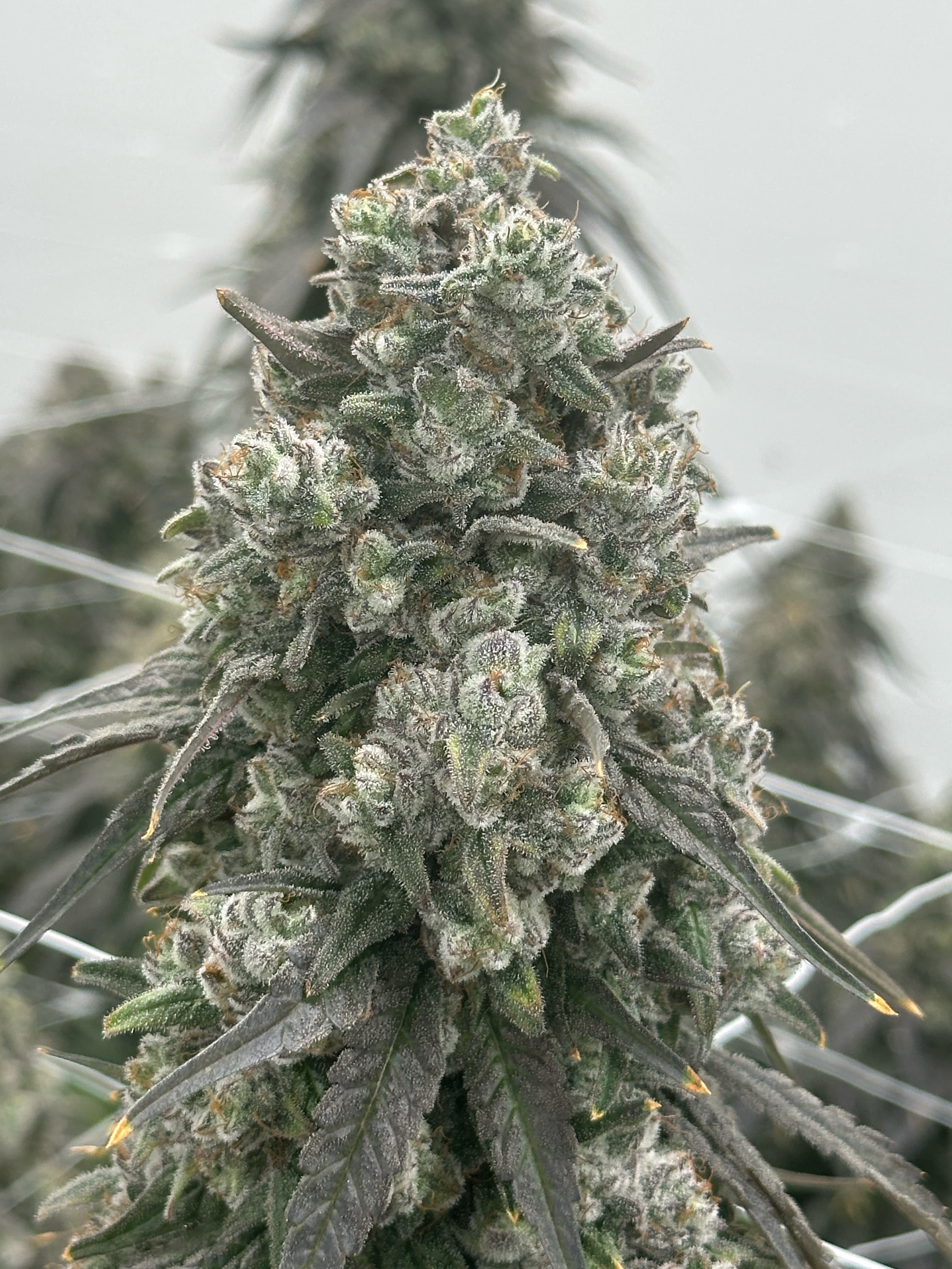 Pomelo Punch #5 clone