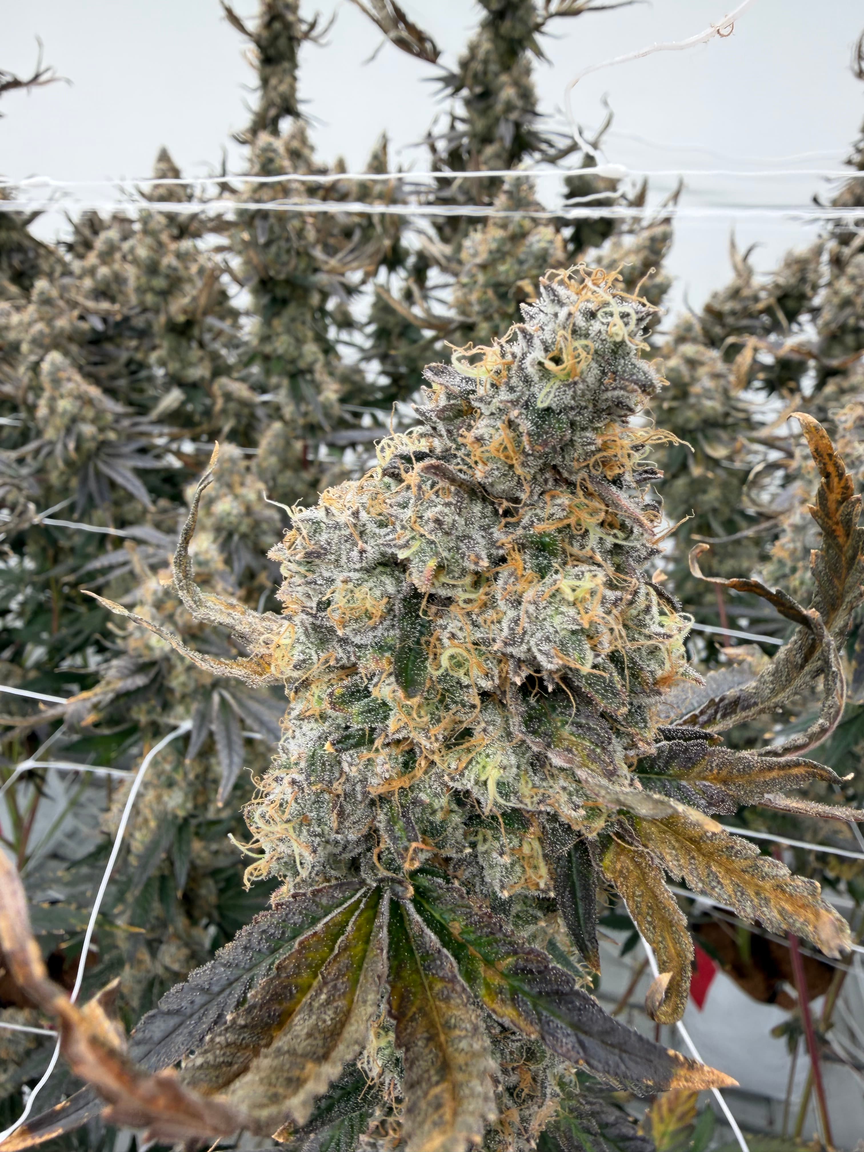 Black Maple #22 clone